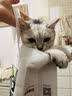 修灭盾宠物猫咪吡虫啉莫昔克丁滴剂猫用体内外同驱除耳螨虱子跳蚤驱虫药 实拍图