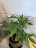 发财树盆栽大植物室内办公室桌面客厅小盆景招财树苗绿植花卉盆栽 三杆发财树 5-8cm【随机古风盆】 【送肥料】 实拍图