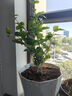 寿禾 花盆带托大号家庭种植花卉绿植容器 木里盆大号-深灰 实拍图