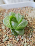 kase卡色手机镜头 大师级百微Plus 花鸟鱼虫珠宝首饰手机微距近距离微观摄影拍照镜头 实拍图