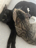 多可特狗窝凉席夏季狗窝猫垫子猫窝狗垫子藤编猫咪窝地垫宠物床宠物冰垫 凉席款,85*60CM 实拍图