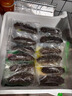 獐子岛 大连有机淡干海参50g 16-20头 辽刺参 海鲜水产南北干货送礼礼盒 实拍图