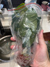 云峰海瑞水草活体懒人草鱼缸造景活体水草套餐鱼缸水草有茎类中后景真水草 【好养易活】巴榕净水石1份 实拍图