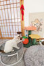 京严猫窝四季通用猫床猫吊床透气网布冬季保暖可拆洗宠物猫咪爬架垫子 实拍图