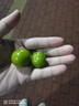 京逸现货现摘李子新鲜三月李应季青李子酸脆珍珠李三华李孕妇水果整箱 1斤|中果【单果约新1元硬币大】 现摘现发+辣椒盐 实拍图