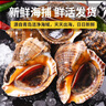 渔哥戏鱼海螺青岛鲜活大号海螺中号海螺小海螺特大海螺肉【鲜活发货】 大海螺 500g 6-8只 实拍图