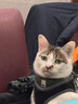伊纳宝猫咪零食啾噜比猫零食肉干互动奖励营养 金枪鱼烤鲣鱼10g*12条 实拍图
