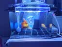 宠翰鱼缸净水剂2.5L水质清澈剂养鱼神器清洁剂水立清净水宝养鱼用品 实拍图