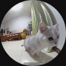 小佩AI智能全自动打包猫厕所ULTRA 可视自动猫砂盆 一键换砂 开放式大 实拍图