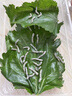 沃绣 新鲜桑叶 现摘大小蚕特嫩桑叶养蚕 蚕卵蚕宝宝食物饲料 桑苗盆栽 新鲜桑叶1斤/送结茧网 实拍图