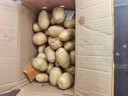 贵州威宁新鲜黄心大土豆家乡的味道太莎太面太好吃放得久 土豆 10斤 小果 实拍图