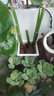 【活动】新款鱼缸水培植物篮水草种植杯壁挂式挺水植物鱼缸定植篮 水培植物篮：【壁挂式】便捷安装 2个装 实拍图