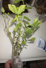 茉莉花苗盆栽带花苞九里香老桩花卉植物室内浓香四季开花好养 中份茉莉花【3-5颗】花苞一般 实拍图