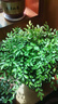 【雅之典】重瓣茉莉花盆栽室内观花植物四季好养带花苞开花不断绿植 茉莉花6年苗【原盆】 好养活 实拍图