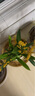 劉閣蘭花5色可选 水培梦香兰花苗带盆发货香水文心兰奶油味室内花卉盆栽草 3色香水文心兰10苗带山水如画陶瓷盆 实拍图