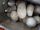 现挖当季土豆马铃薯农家自种新大洋芋生鲜蔬菜农产品黄皮黄心应季 带箱9斤大果《强力推荐》 实拍图