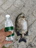 松宝（sobo）鱼缸潜水泵鱼缸过滤器循环泵水族箱抽水泵氧气泵 AQ-1000款15W 实拍图