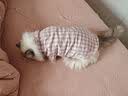 MUJI双层纱织 宠物衬衫 宠物用品 宠物家居服小型犬适用 粉色格纹 XL 实拍图
