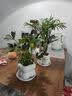 北欧绿植ins云朵盆办公室客厅盆栽桌面摆件简约创意网红花卉植物 袖珍椰子+泡泡树脂盆1盆装送托盘 实拍图