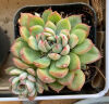纳格兰特玉莲 新款多肉植物 超萌多肉组合绿植盆栽花卉肉肉植物 蓝鸟4-6公分 含盆土 实拍图