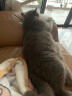 宠愿（PETWISH）英短蓝猫沐浴露猫咪洗澡专用抑菌灭蚤除螨留香浴液宠物猫无泪香波 实拍图