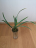 水培金边兰花苗金枝玉叶 室内办公室小盆栽绿植花卉好养四季兰花 红玉冠1苗裸根试养 实拍图