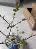 虹越（HONGYUE）蓝莓果苗盆栽苗 南方北方庭院阳台种植果树苗HN 【果大易养】“沃农”1加仑 实拍图