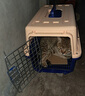 萌嘟星宠 宠物航空箱猫咪空运包猫笼猫包狗狗托运便携车载猫箱子 实拍图