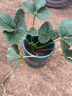 滨淇草莓苗奶油草莓四季草莓当年结果 套装带盆带土2棵苗源头直发 实拍图