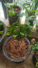 重瓣茉莉花盆栽浓香型南方四季开花带盆驱蚊绿植花卉室内阳台庭院 茉莉2棵【不含盆】 实拍图