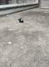 呼噜咪牵引绳猫咪小型犬狗兔绳狗链防挣脱背心式溜猫绳子猫链 灰色【小熊兔兔】 L码【推荐11-18斤】 实拍图
