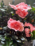 【莎之槿园艺】杜鹃花苗盆栽带花苞四季开花不断室内观花卉绿植植物老桩大棵好养 大号红色杜鹃花+大号粉色杜鹃花+(不含盆)带 含盆 实拍图