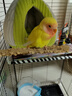 若宸智慧农业鹦鹉活体养殖基地直发健康活泼可爱 黄桃牡丹1只公 实拍图