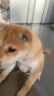麦富迪狗粮 营养森林肉松犬粮 成犬幼犬通用泰迪金毛鲜鸡肉肉松粮 小型犬肉松狗粮10kg 实拍图