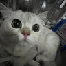 猫玩具小老鼠毛绒宠物猫咪玩具仿真遥控老鼠手动幼猫自嗨逗猫狗狗 【白色】发条小老鼠 实拍图