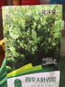 花沃里四季大叶香菜种子10g约1000粒 蔬菜种子秋冬季菜籽绿叶菜速成菜 实拍图