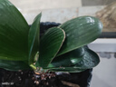 带盆带土6年大苗绿植盆栽室内精品花卉君子兰花苗花卉室内花卉鲜花花卉室内盆景盆栽绿植君子兰苗素颜 紫贵妃君子兰8-10片带盆带土 实拍图