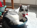 猫掌柜冻干多拼猫粮高蛋白高营养美英短布偶加菲猫全猫期通用主粮 【40%冻干添加】肉松冻干巨无霸 5斤袋装【送补水猫条5支】 实拍图