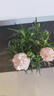 沭之美康乃馨盆栽室内观花植物绿植 康乃馨花边橙+0.5加仑盆 源头直发 实拍图