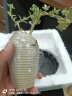 八芽六月雪盆栽办公室绿植桌面好养花卉植物室内摆件禅意四季常青盆景 六月雪-小涟漪盆-密胺托盘 带盆栽好 实拍图