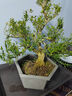 小叶雀舌黄杨粗杆盆景米叶黄杨盆景素材 绿植盆栽 造型雀舌黄杨主干2厘米 实拍图