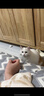猫玩具小老鼠毛绒宠物猫咪玩具仿真遥控老鼠手动幼猫自嗨逗猫狗狗 【白色】发条小老鼠 实拍图