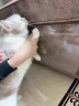 HELLOJOY防猫抓贴沙发保护套贴纸透明猫爪贴布皮质沙发防护贴100*45cm*5片 实拍图