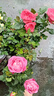 玫瑰盆栽植物客厅卧室百搭好养玫瑰花 弗洛伊德玫瑰2盆 实拍图