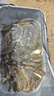 龙王恨（LOONVA）鱼饵 野战蓝鲫x5腥香青春版野钓鲫鲤青草鳊通杀饵料老三样钓饵 红虫鲫X5【300g/1包】 实拍图