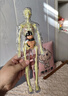 旭力星DIY人体器官骨骼模型儿童玩具人体立体拼装躯干内脏结构教类礼物 全透明款身体+骨架+内脏【可拆卸】 实拍图