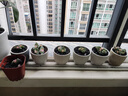 景青多肉花盆陶瓷粗陶简约家用创意大小透气拇指盆盆栽大口径桌面 SG素小盆六个（看说明） 中号 实拍图