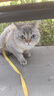 欢宠网猫咪牵引绳猫绳胸背带遛猫绳溜猫绳子背心宠物防挣脱逃脱背带链子 实拍图