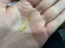 中国黄金（CHINA GOLD）黄金耳钉足金999耳饰蝴蝶耳线四叶草耳坠母亲节礼物送妈妈送女友 【蝴蝶耳线】约0.6g 实拍图