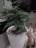 文竹盆栽植物室内办公室绿植花卉盆栽盆景四季常青小盆栽 文竹3盆【高度15-20厘米】 实拍图
